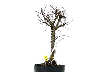 Ulmus Hokkaido 3574 Bonsái