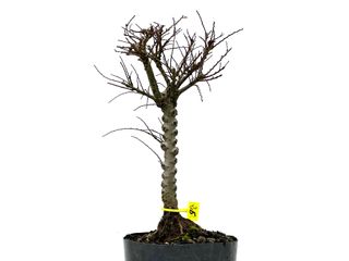 Ulmus Hokkaido 3574 Bonsái