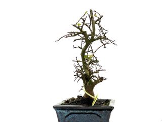 Ulmus Parvifolia 3572 Bonsái