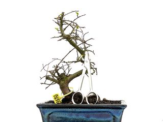 Ulmus Parvifolia 3572 Bonsái