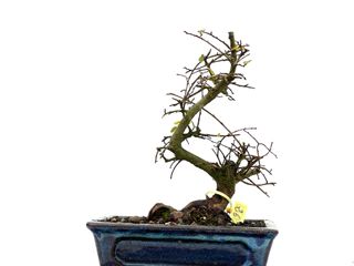 Ulmus Parvifolia 3572 Bonsái