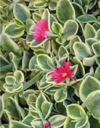 Aptenia Variegata con fiori rossi