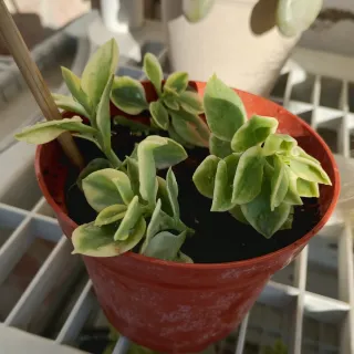 Aptenia Variegata con fiori rossi