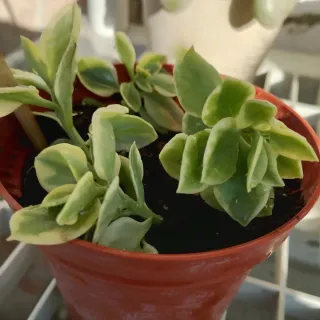 Aptenia Variegata con fiori rossi