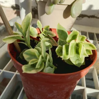 Aptenia Variegata con fiori rossi