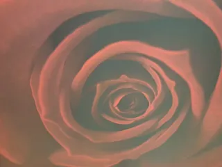 Cuadro Ikea Rosa Roja Grande