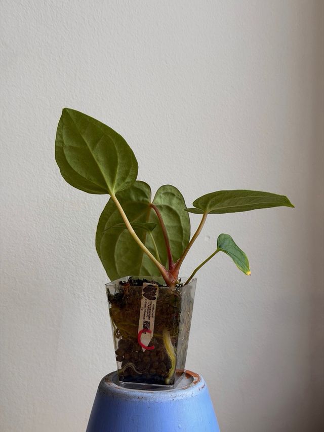 Anthurium (Carlablackiae x Antolakii) x DP F2 - C