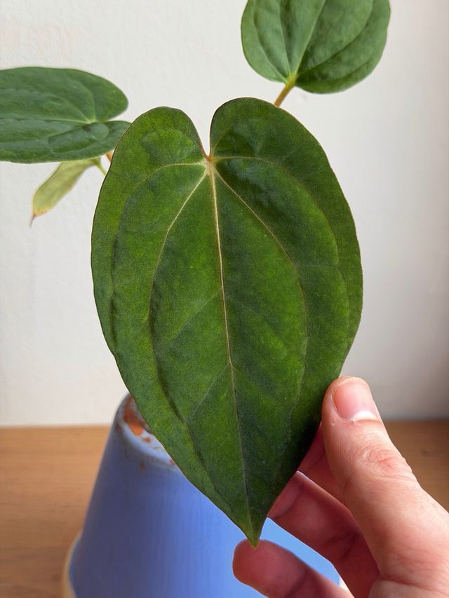 Anthurium (Carlablackiae x Antolakii) x DP F2 - C