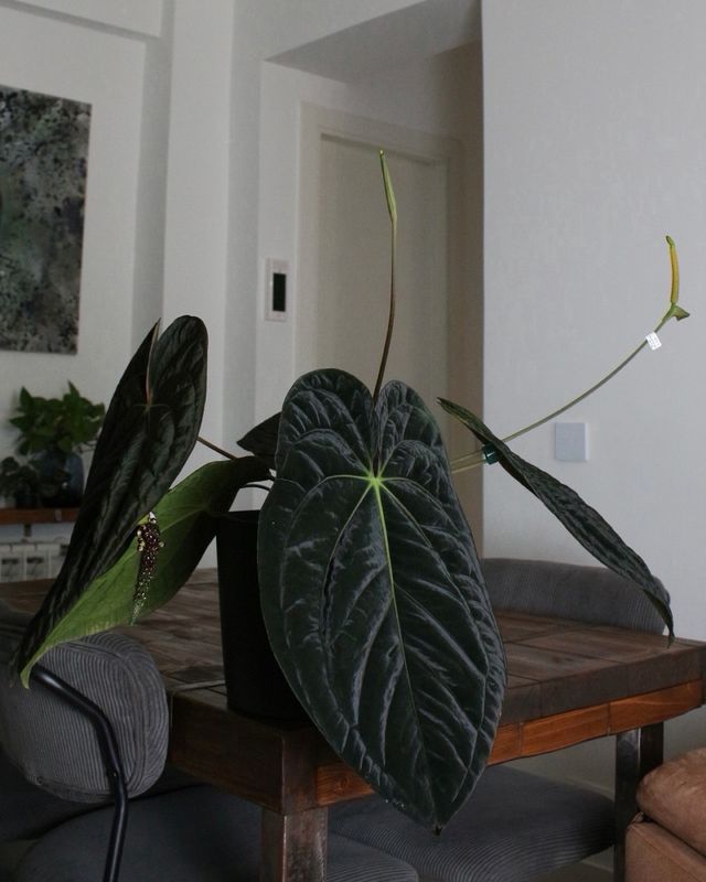 Anthurium (Carlablackiae x Antolakii) x DP F2 - C