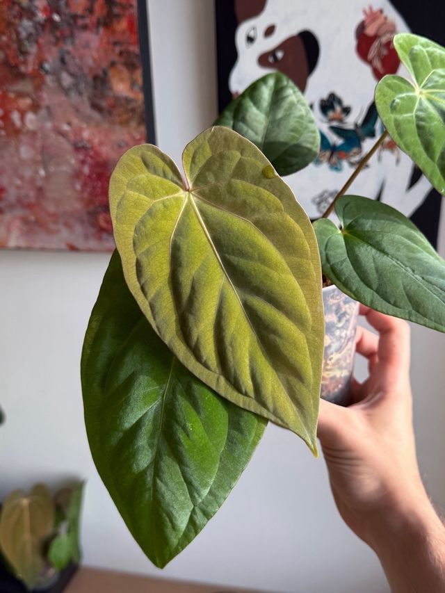 Anthurium (Carlablackiae x Antolakii) x DP F2 - C