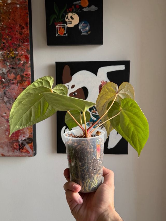 Anthurium (Carlablackiae x Antolakii) x DP F2 - C