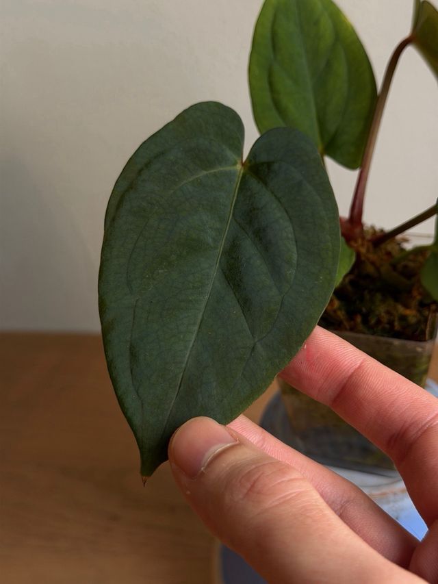 Anthurium (Carlablackiae x Antolakii) x DP F2 - B