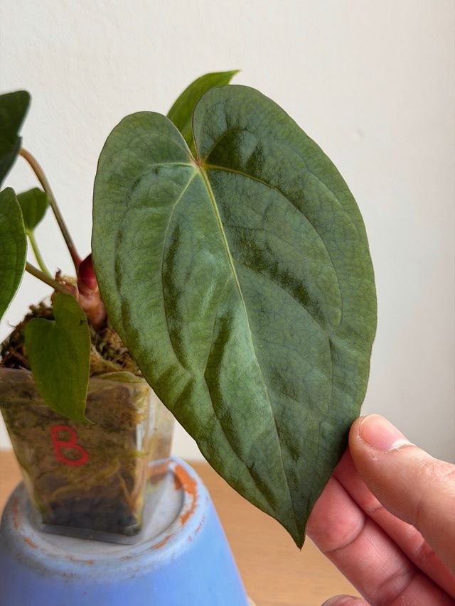 Anthurium (Carlablackiae x Antolakii) x DP F2 - B