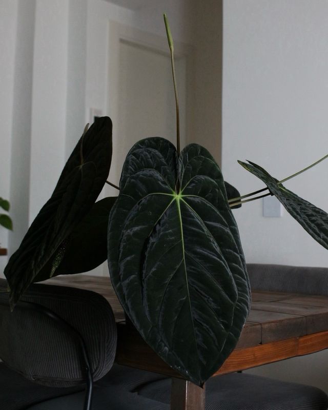 Anthurium (Carlablackiae x Antolakii) x DP F2 - B