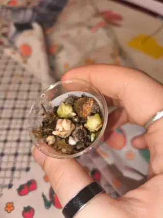 Alocasia Regal Shield Aurea Cormo