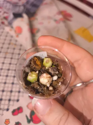 Alocasia Regal Shield Aurea Cormo