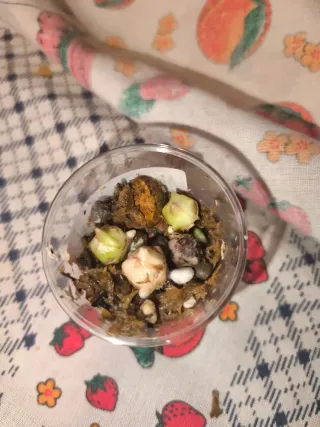 Alocasia Regal Shield Aurea Cormo