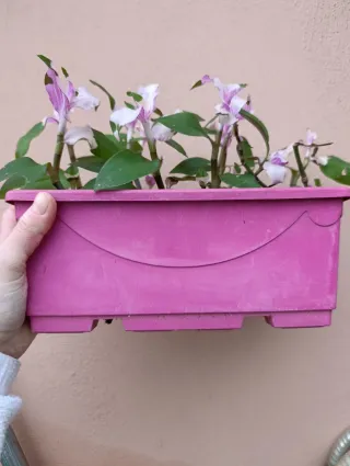 Maceta con planta Tradescantia