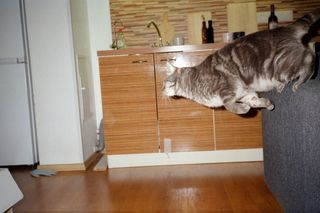 Cámara Canon Sure Shot Max 35mm