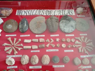 Eccezionale Quadro di Minerali e Fossili