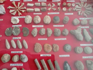 Eccezionale Quadro di Minerali e Fossili