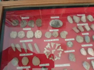 Eccezionale Quadro di Minerali e Fossili