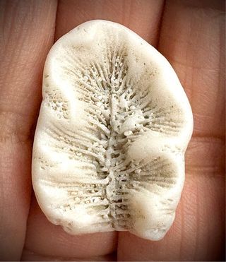 Corales Fósiles Holoceno 4 tipos