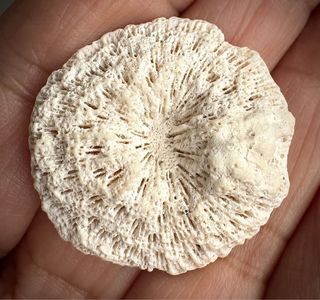 Corales Fósiles Holoceno 4 tipos