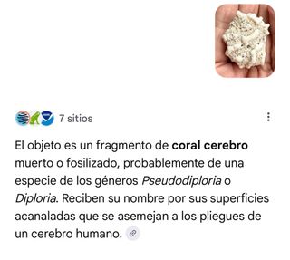 Corales Fósiles Holoceno 4 tipos