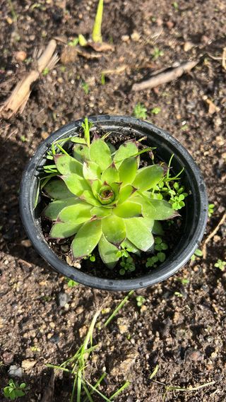 Suculentas en maceta