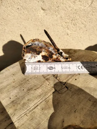 Lote 4 poleas antiguas oxidadas