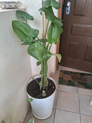 Planta de interior grande