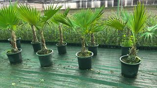 Planta Adelfa Baladre