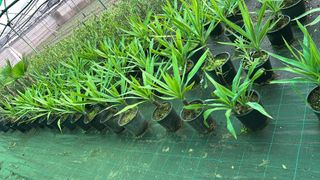 Planta Adelfa Baladre