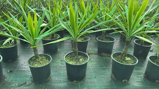 Planta Adelfa Baladre