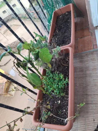 Lote 2 jardineras marrones