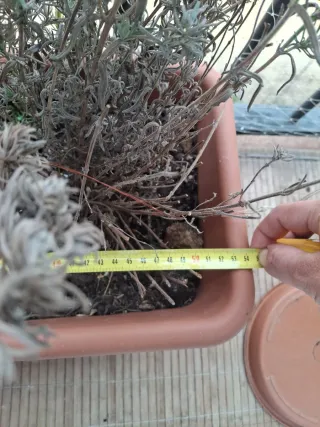 Lote 2 jardineras marrones