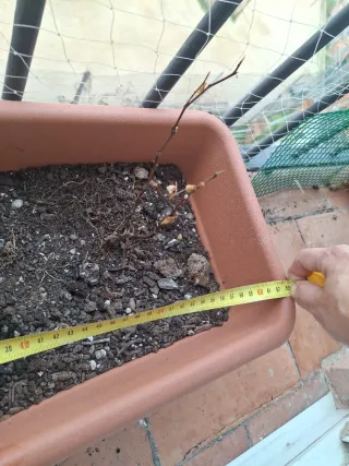 Lote 2 jardineras marrones