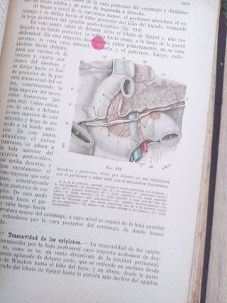 Tratado de anatomía humana. Testut. 1922 1923