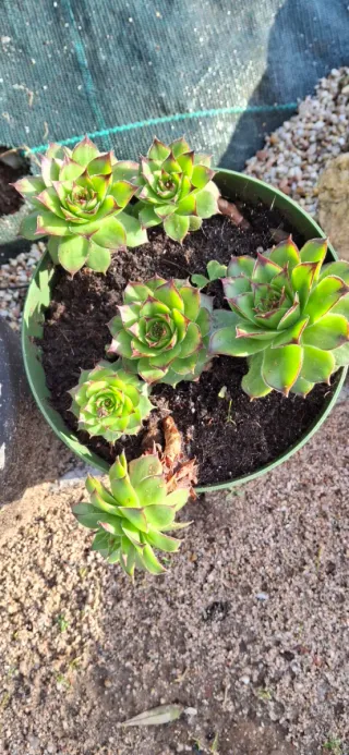 Planta suculenta en maceta