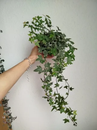 Planta Hiedra Variegada Hedera Helix Hojas Mini