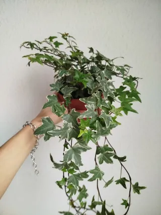 Planta Hiedra Variegada Hedera Helix Hojas Mini