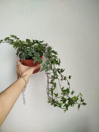 Planta Hiedra Variegada Hedera Helix Hojas Mini