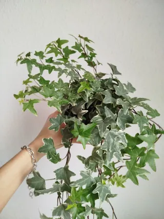 Planta Hiedra Variegada Hedera Helix Hojas Mini