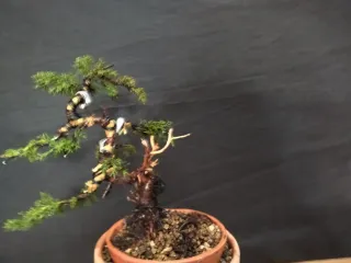 Bonsái Junípero Kishu 1