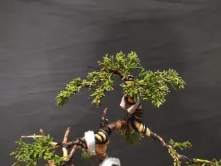 Bonsái Junípero Kishu 1