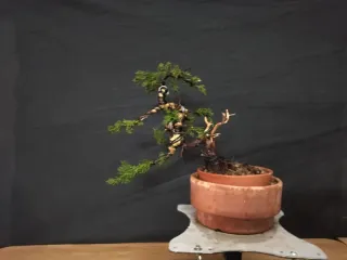 Bonsái Junípero Kishu 1