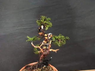 Bonsái Junípero Kishu 1