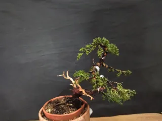 Bonsái Junípero Kishu 1