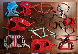 Pettorine e collari per cani taglia piccola